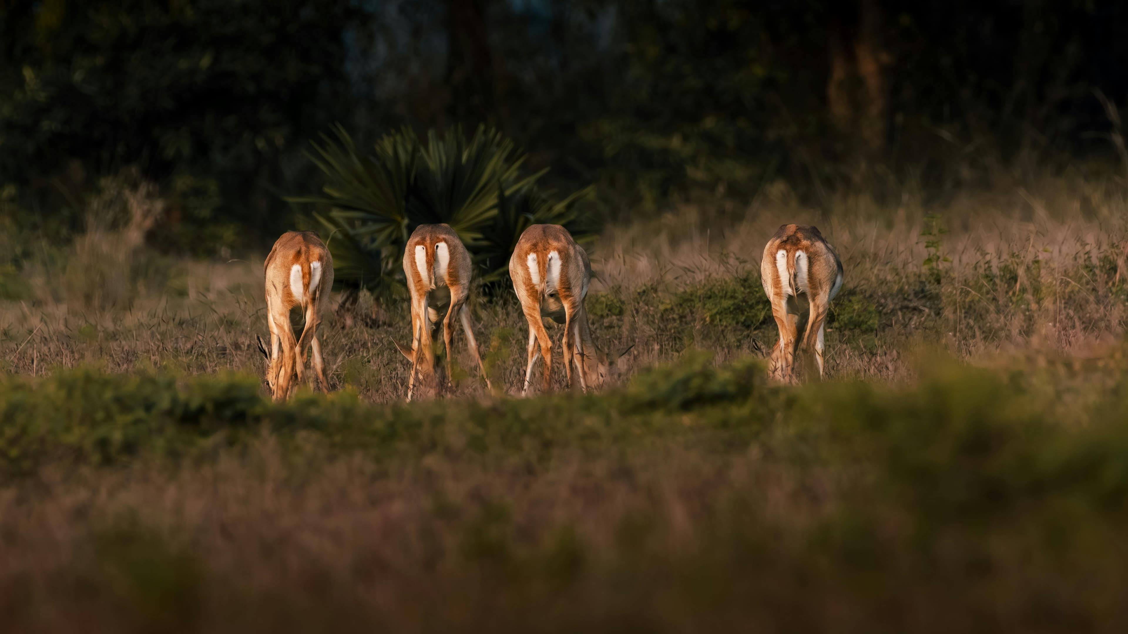 Misty forest trail at dawn