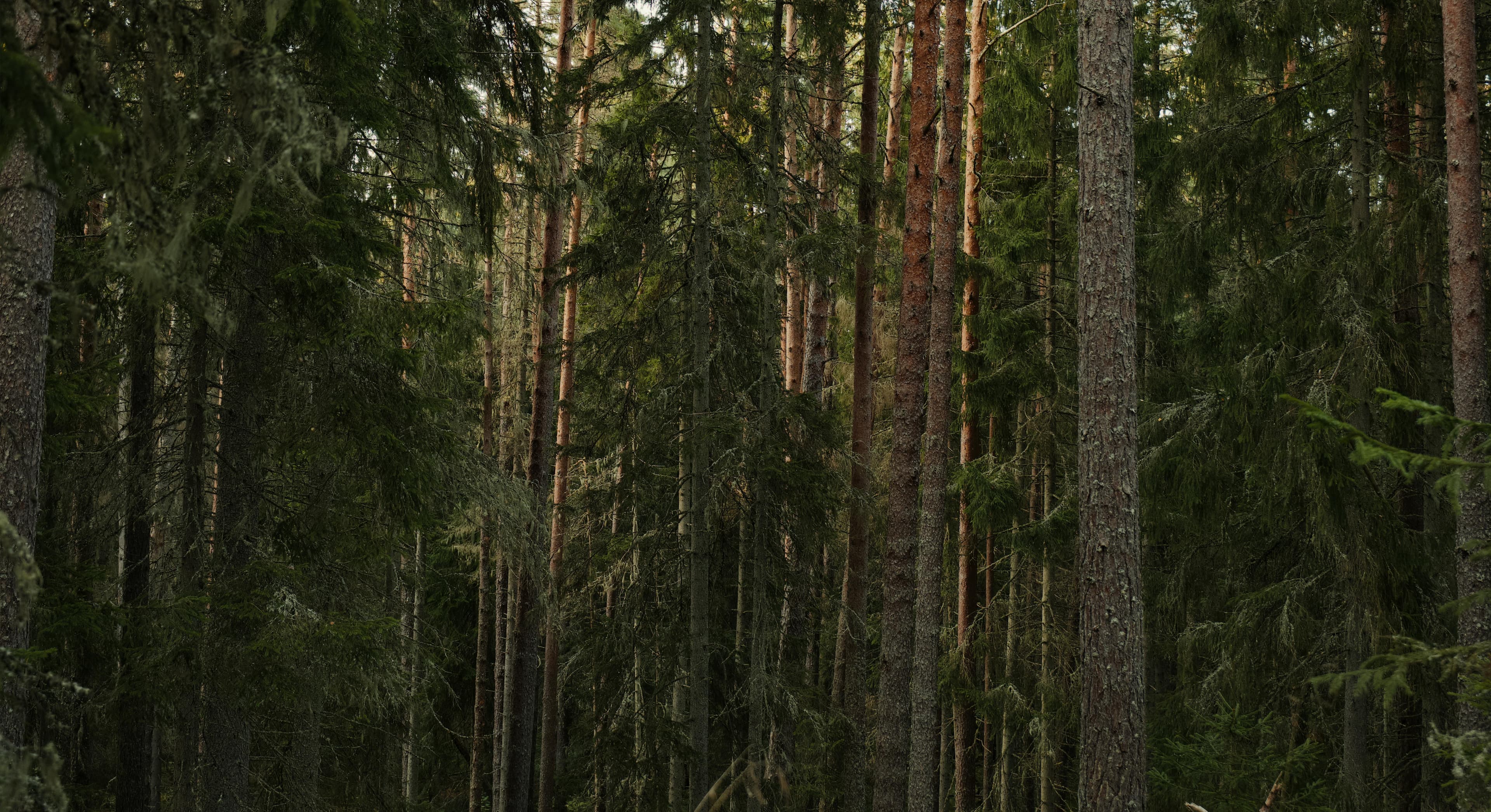 Calm lake reflections at sunset