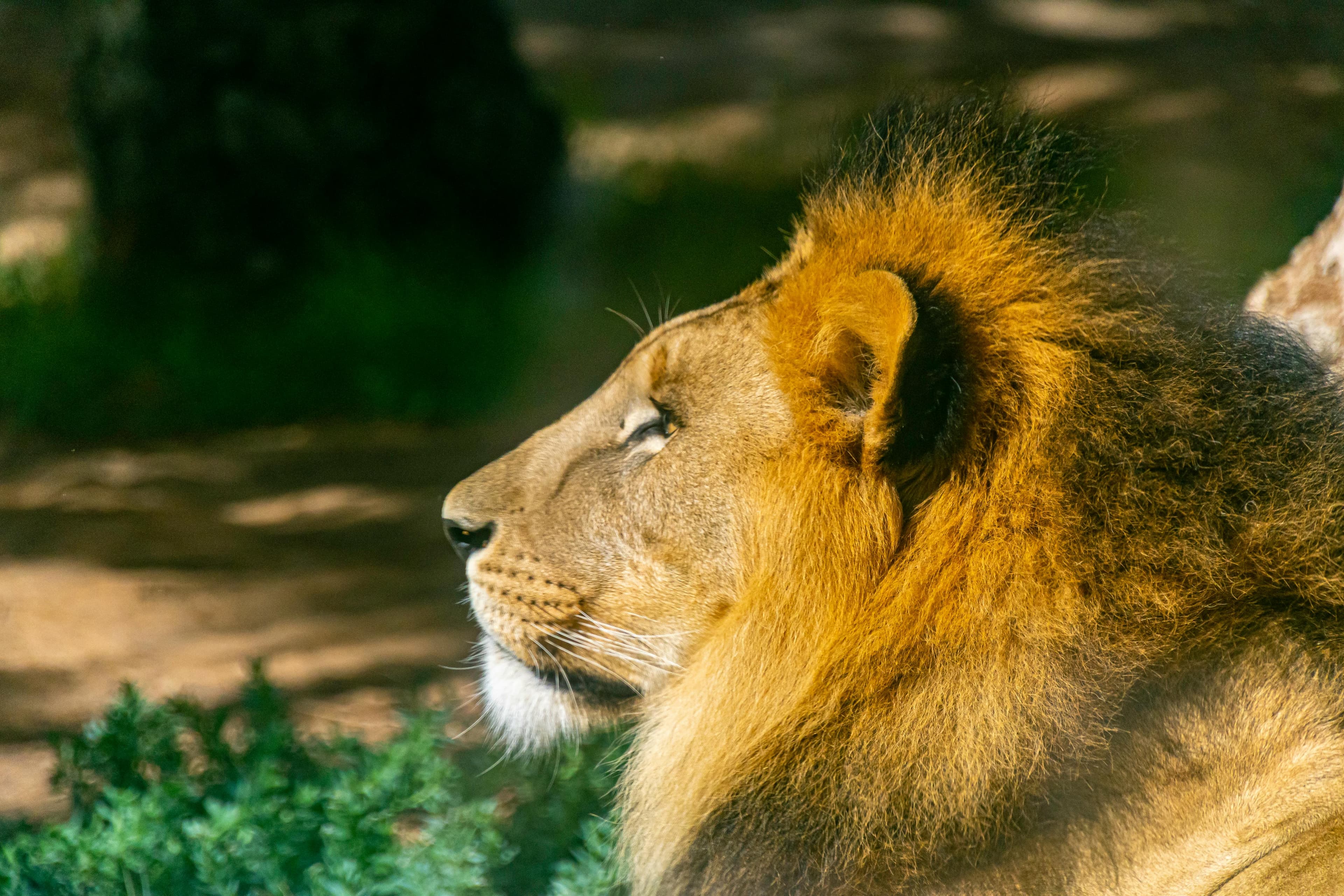 Cinematic tiger portrait in shadow and late light